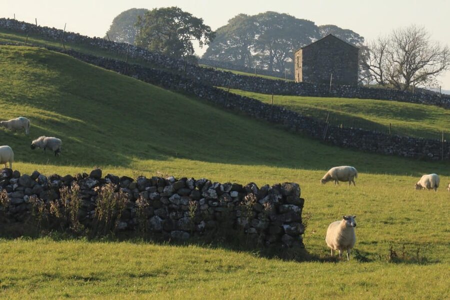 York: "All Creatures Great and Small" Yorkshire Dales Tour - Wensleydale Creamery and the flavor of the Dales
