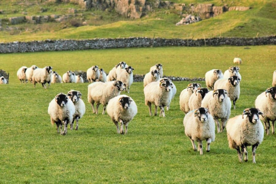 York: "All Creatures Great and Small" Yorkshire Dales Tour - Carperby and the Wheatsheaf Inn